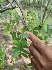 Bursera coyucensis