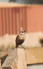 Cincloramphus cruralis