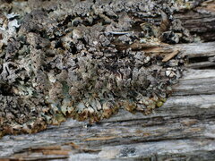 Hypogymnia austerodes