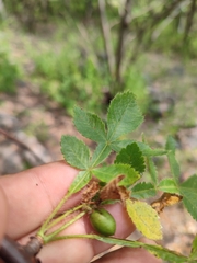 Bursera coyucensis