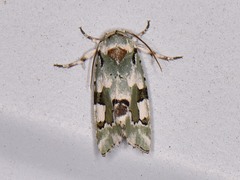Emarginea percara