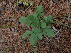 Geum triflorum
