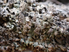 Hypogymnia austerodes