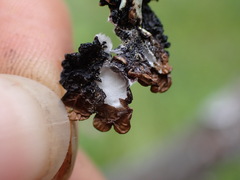 Hypogymnia austerodes