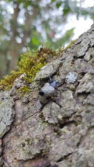 Cypherotylus debauvei