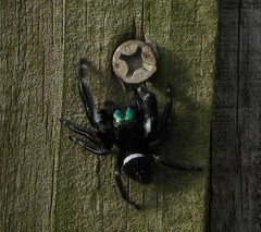 Phidippus regius