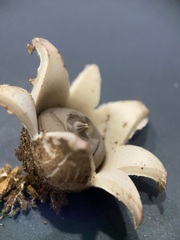Geastrum elegans