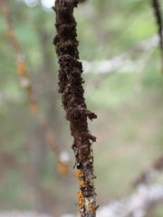 Melanelixia subaurifera