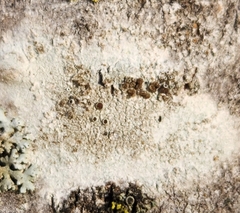 Lecanora hybocarpa
