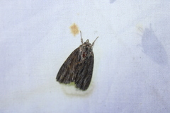 Acronicta lithospila