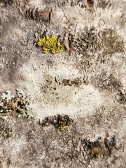 Lecanora hybocarpa