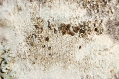 Lecanora hybocarpa