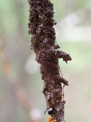 Melanelixia subaurifera