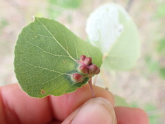 Phyllocoptes didelphis