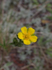Potentilla hippiana