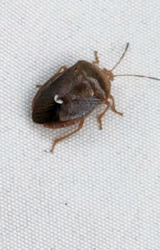 Edessa bifida photo 5
