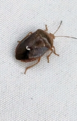 Ascra bifida