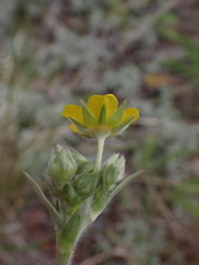 Potentilla hippiana