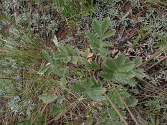 Potentilla hippiana