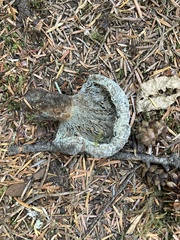 Hypomyces lateritius