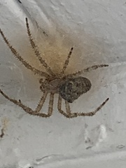 Araneus cavaticus