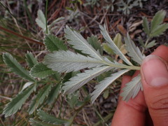Potentilla hippiana