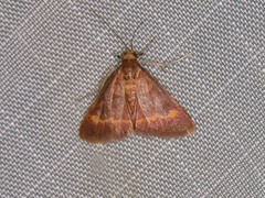 Pyrausta pseuderosnealis