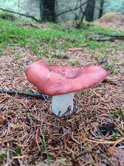 Russula paludosa
