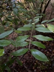 Ligustrum obtusifolium