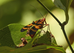Panorpa nuptialis