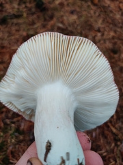 Russula paludosa