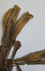 Notogrammitis pseudociliata