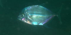 Flavocaranx bajad