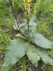 Verbascum nigrum