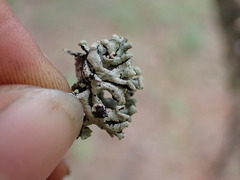 Hypogymnia tubulosa