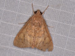 Anomis illita