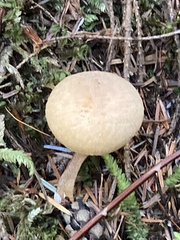 Cystoderma carcharias