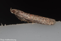 Phycitinae