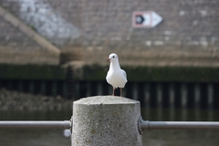 Chroicocephalus ridibundus