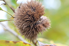 Castanea pumila