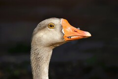 Anser anser domesticus × anser cygnoides domesticus