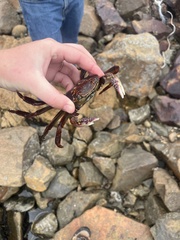 Leptograpsus variegatus