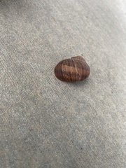 Cornu aspersum