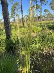 Andropogon glomeratus