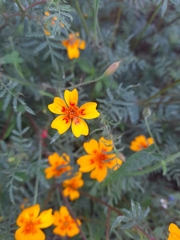 Tagetes lunulata