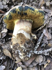 Caloboletus marshii
