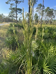 Andropogon glomeratus
