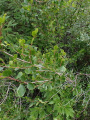 Betula glandulosa