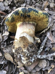 Caloboletus marshii