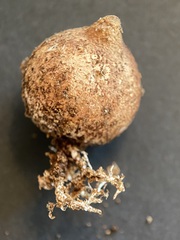Geastrum elegans